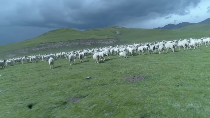 羊群奔跑