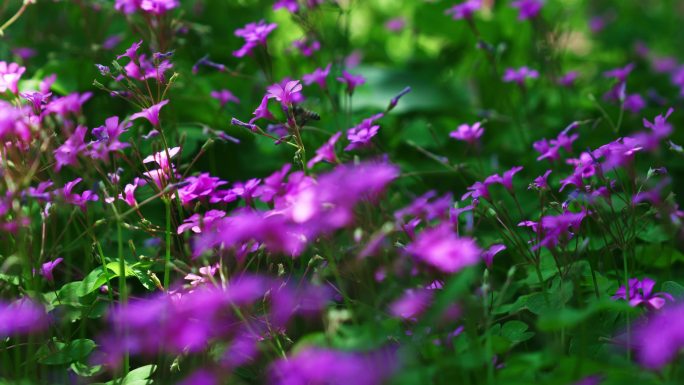 风中的紫色小花酢浆草
