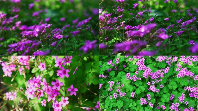 风中的紫色小花酢浆草