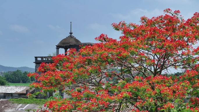 中国广东省江门市开平市百合镇儒东村凤凰花