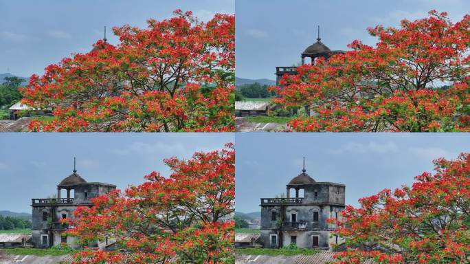 中国广东省江门市开平市百合镇儒东村凤凰花