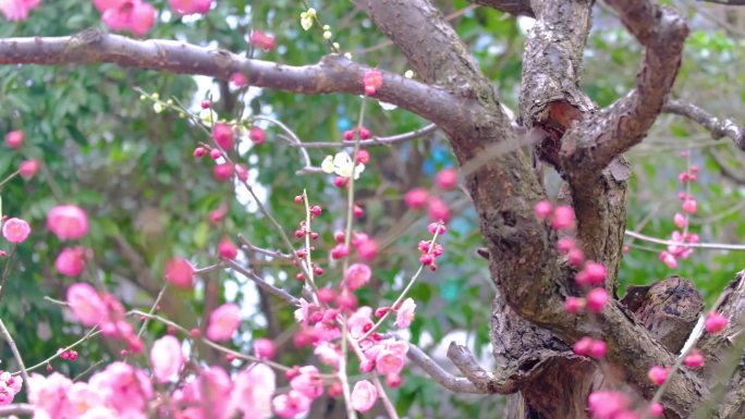 杭州植物园公园梅花花朵开花春天风景视频素