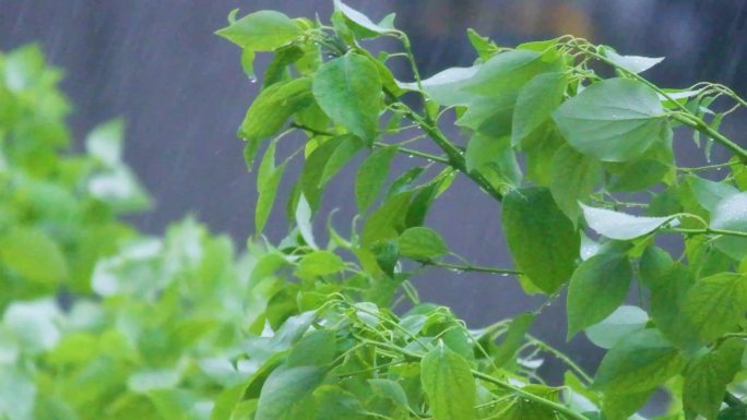 城市下暴雨下雨天雨水雨滴植物树叶子树木雨