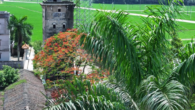 中国广东省江门市开平市百合镇儒东村凤凰花