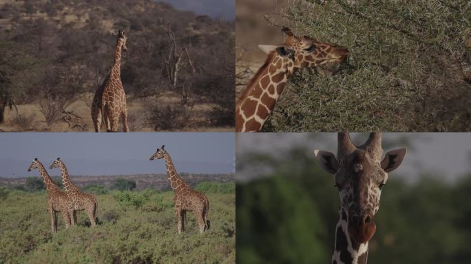 肯尼亚 长颈鹿 非洲 大自然 动物进食