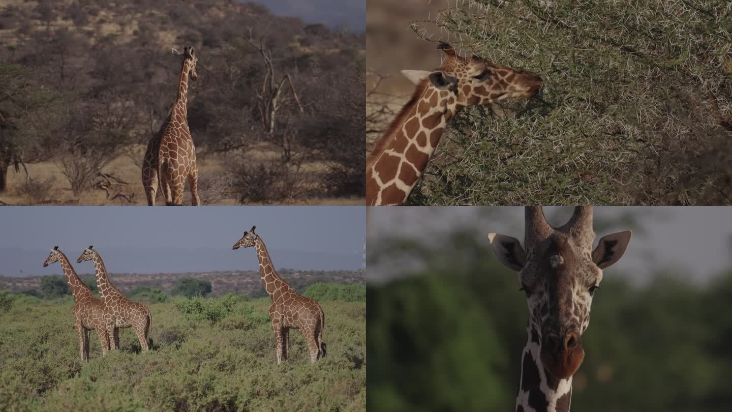 肯尼亚 长颈鹿 非洲 大自然 动物进食