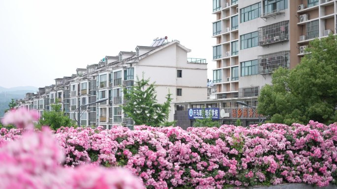 蔷薇花 繁花 绿化 城市装扮 空镜 粉色