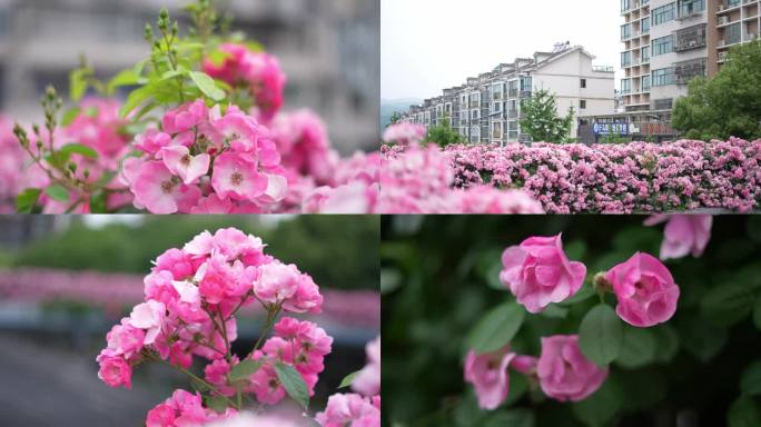 蔷薇花 繁花 绿化 城市装扮 空镜 粉色