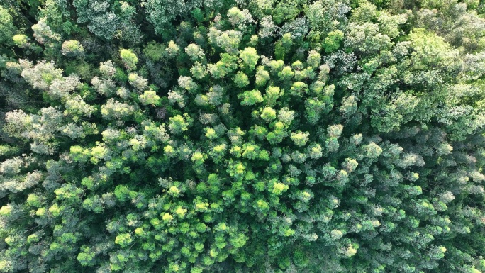 森林俯拍树林航拍森林风吹树林微风吹松树林