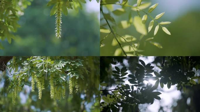 枫杨树枫杨花朵