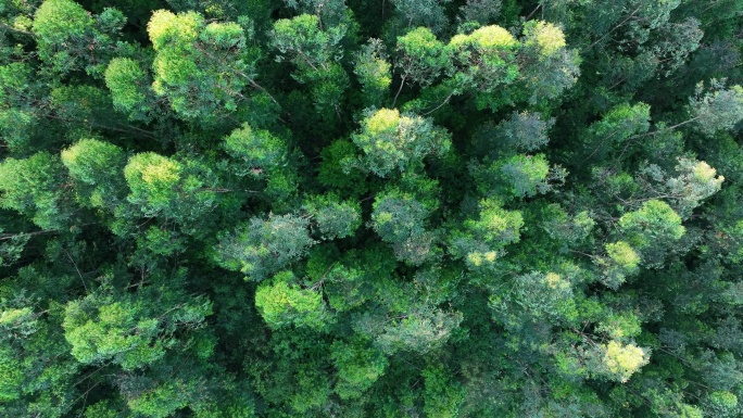 俯拍树林航拍森林风吹树林微风吹树木松树林