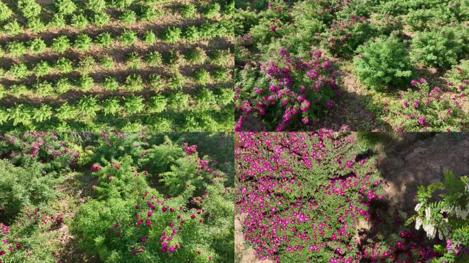 航拍苦水红玫瑰