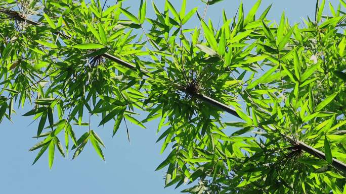 竹园竹叶竹林光影唯美意境