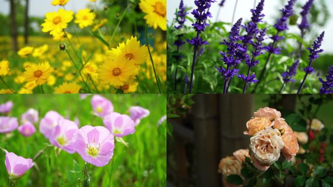 高清实拍夏天各种花儿