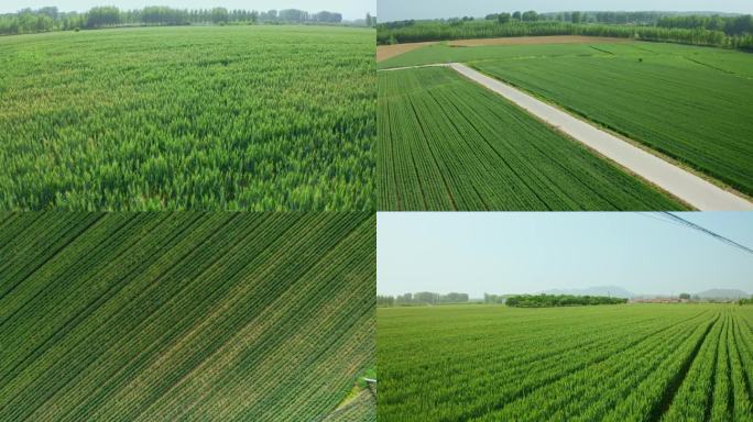 麦田小麦麦穗绿色麦田初期小麦生长期麦浪