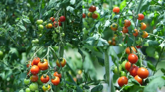 4K大棚蔬菜拂瓜果之—成熟小番茄