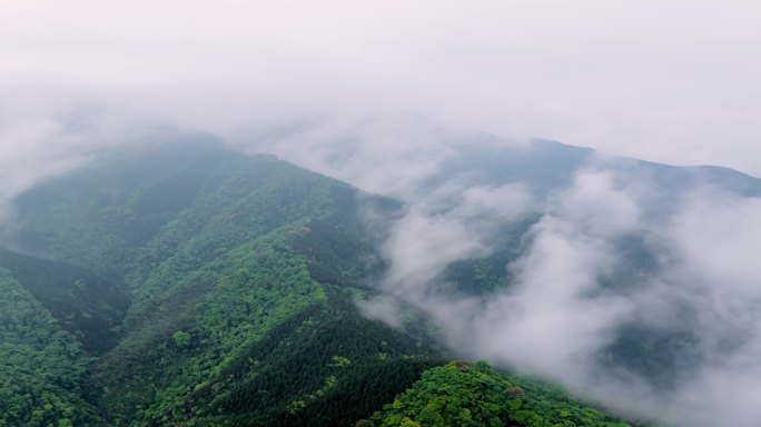 （延时合集）广西山区竹林竹海竹山云海
