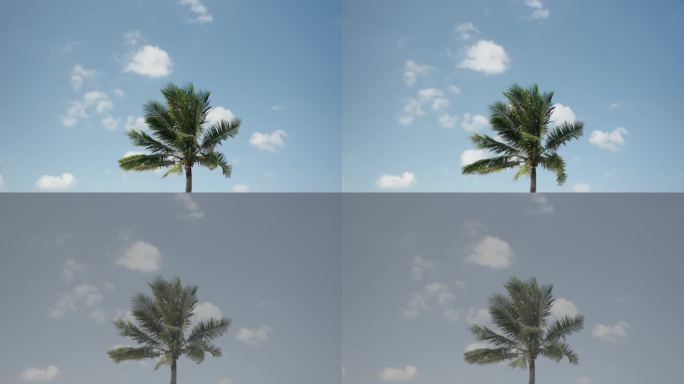 蓝天白云下被风吹动的椰树