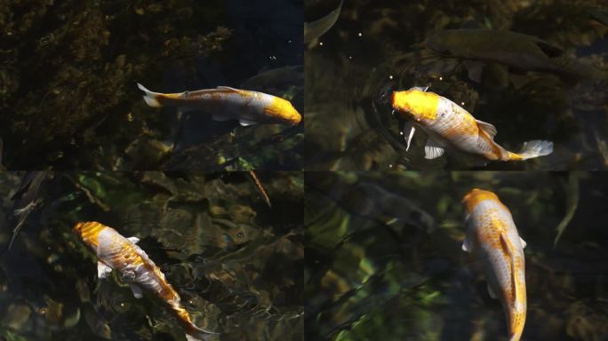 鱼吃花安静禅意鱼在水里游玻璃水金鱼锦鲤