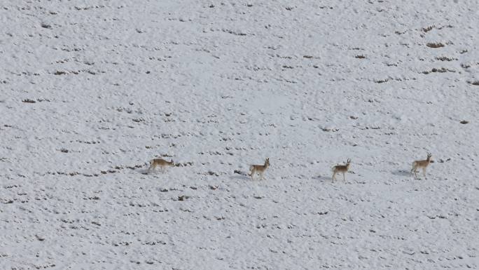 青藏高原雪地上的藏原羚
