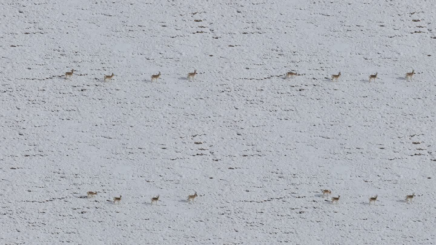 青藏高原雪地上的藏原羚