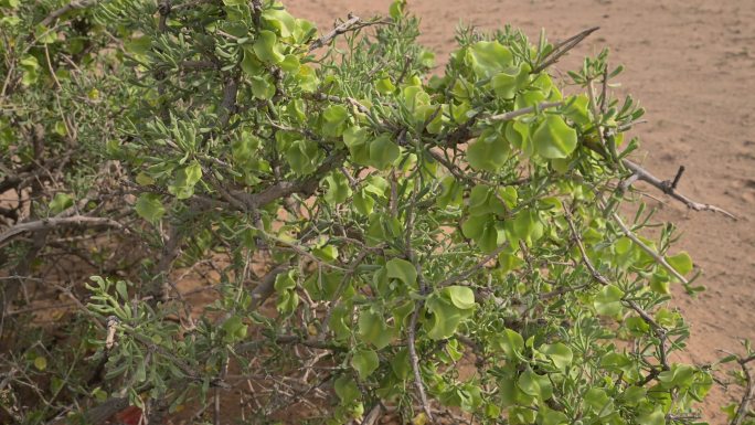 霸王柴 植物 野生植物  灌木 果实