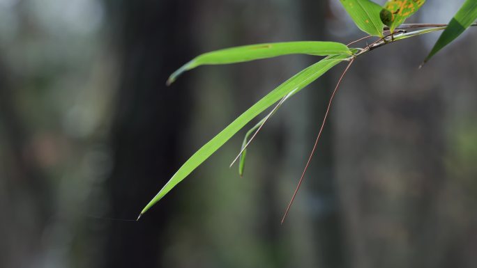 夏日唯美逆光竹叶特写