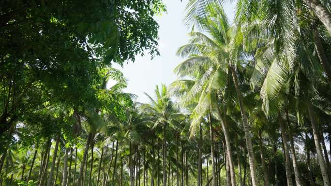 阳光下被风吹动的椰树林