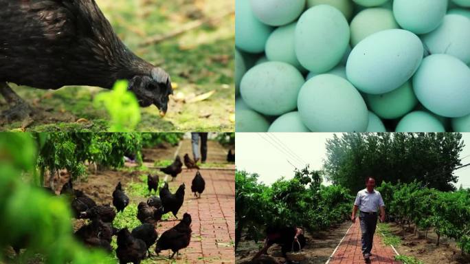 黑羽乌骨鸡绿色生态养殖 散养乌鸡 乌鸡蛋