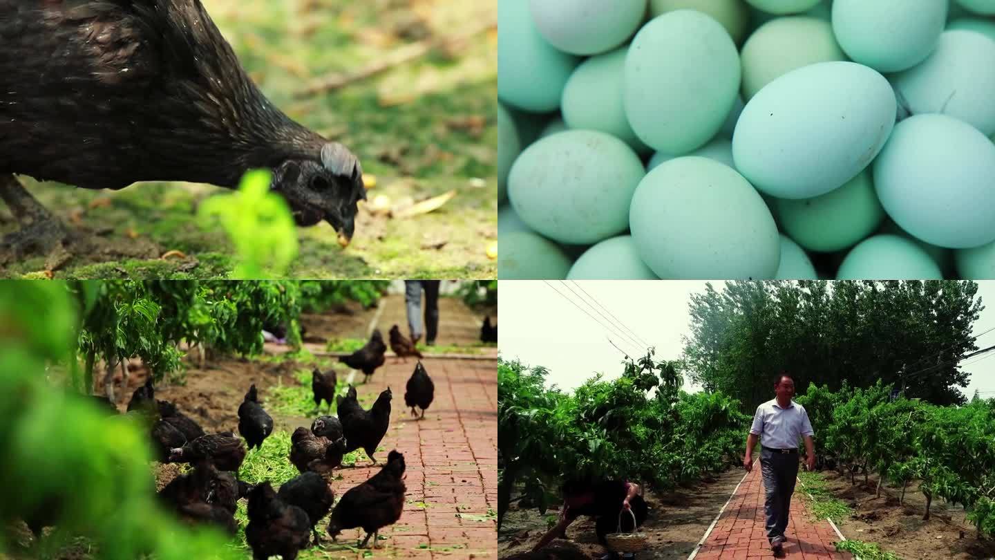 黑羽乌骨鸡绿色生态养殖 散养乌鸡 乌鸡蛋