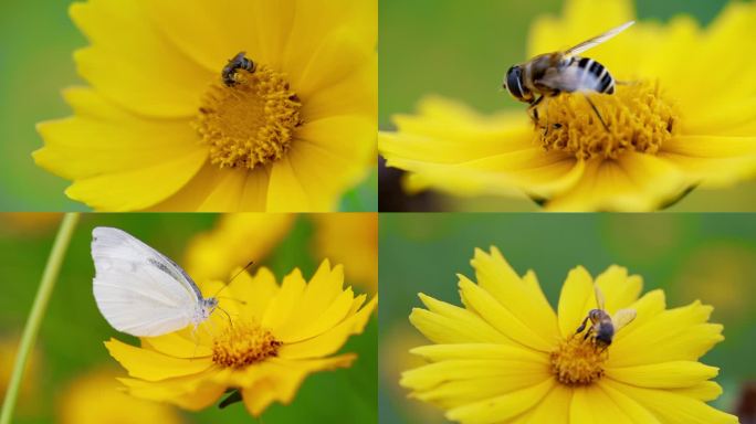 昆虫在花上采蜜