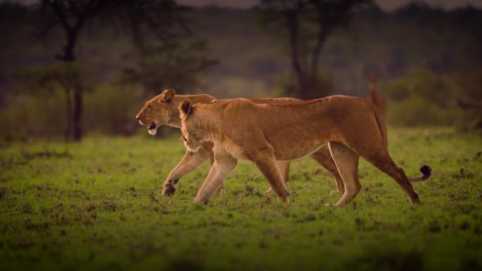 “非洲狮子在自然栖息地的威严