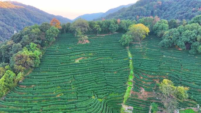 唯美杭州西湖龙井茶文化景区航拍茶园地茶叶