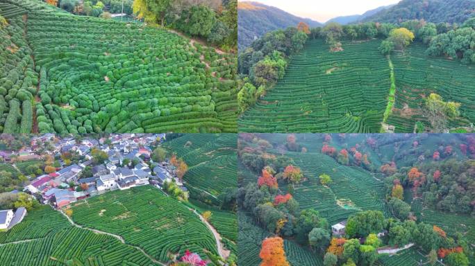 唯美杭州西湖龙井茶文化景区航拍茶园地茶叶