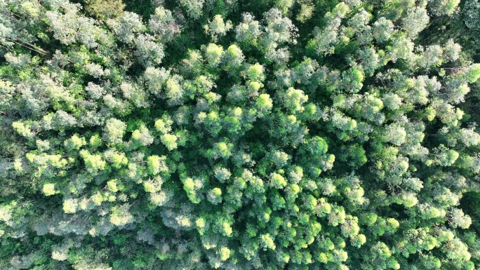 森林俯拍树林航拍森林风吹树林微风吹松树林