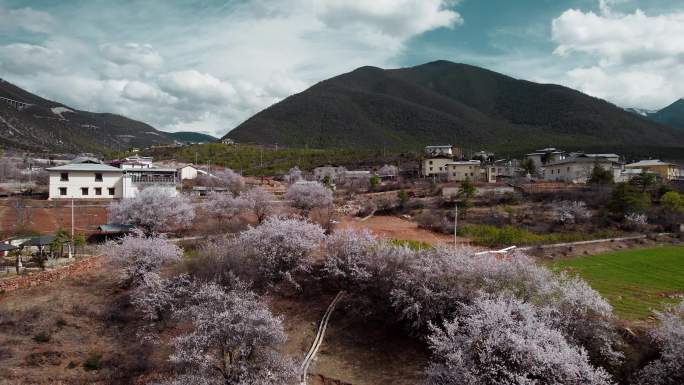 云南香格里拉尼西藏族村庄民居桃花盛开