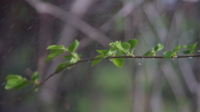雨中的新发芽的树枝