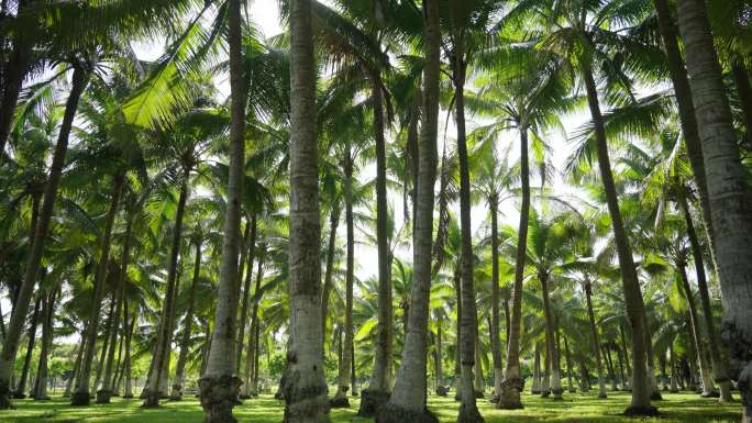 行走在阳光照射的椰树林