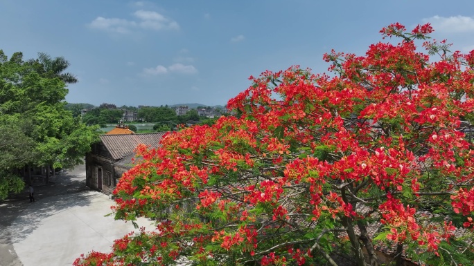 中国广东省江门市开平市百合镇儒东村凤凰花