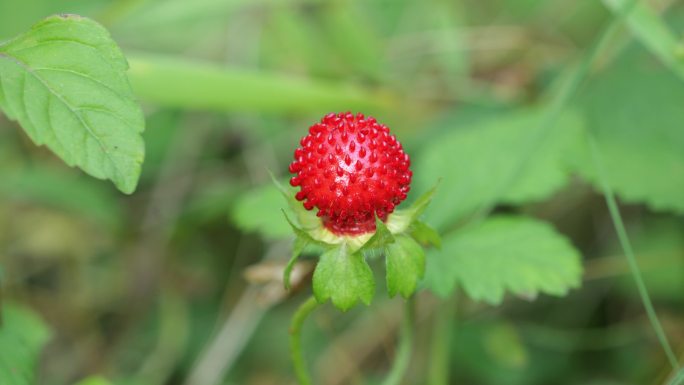蛇莓野草莓蛇果