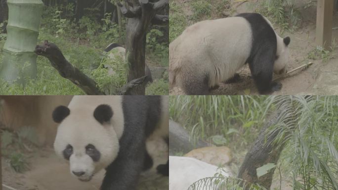 大熊猫玩耍趴冰床（灰度LOG-3)
