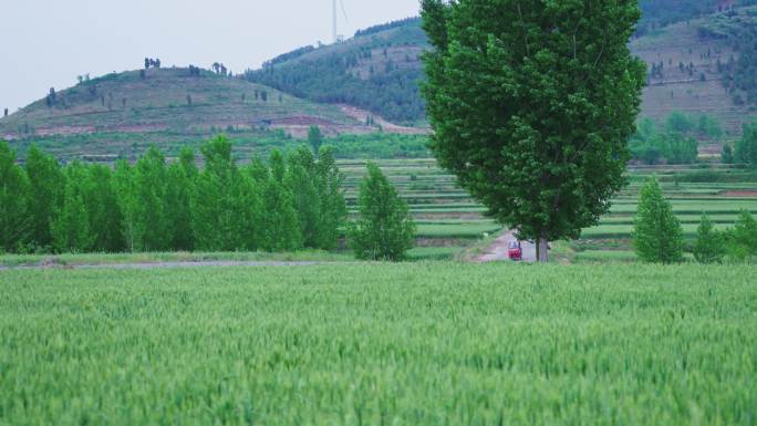 麦田  麦地   小麦