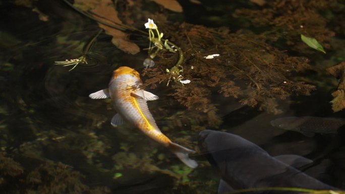 鱼吃花安静禅意鱼在水里游玻璃水金鱼锦鲤