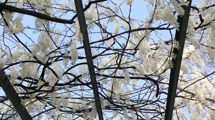 逆光唯美白花紫藤花簇 阳光白色紫藤摇曳