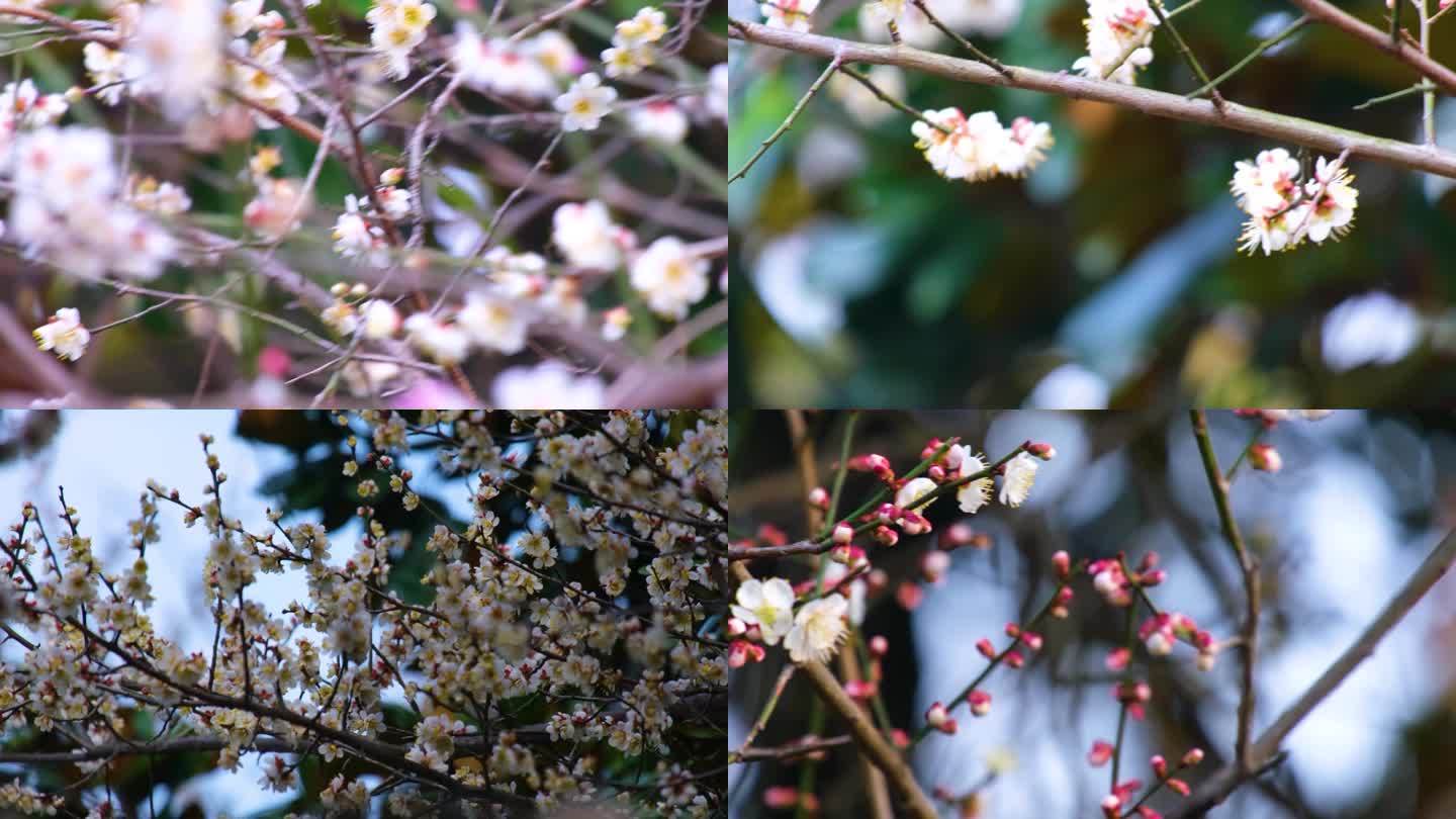 春天来了花朵盛开草木植被风景视频素材94