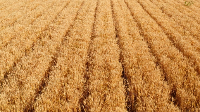 小麦小满麦子丰收粮田航拍合集