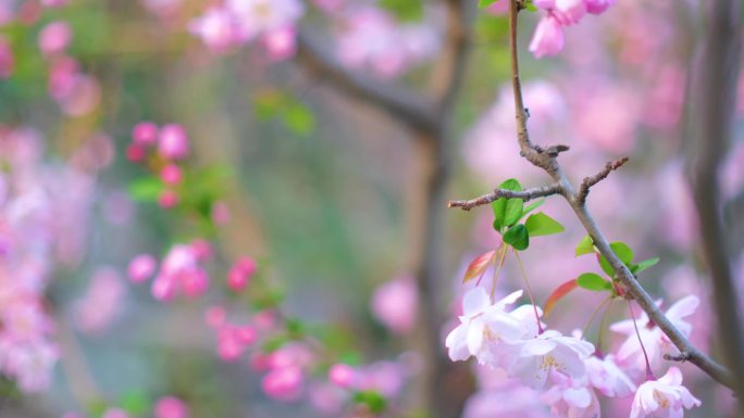 南京玄武区玄武湖景区古鸡鸣寺游客观赏樱花