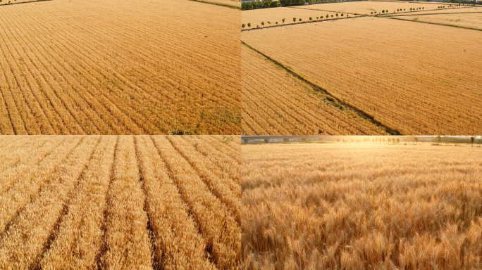 小麦麦子麦田航拍小满丰收