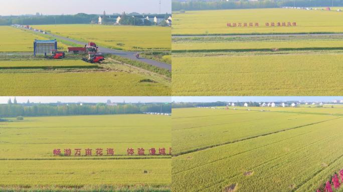 苏州新农村水稻丰收时自然风景航拍