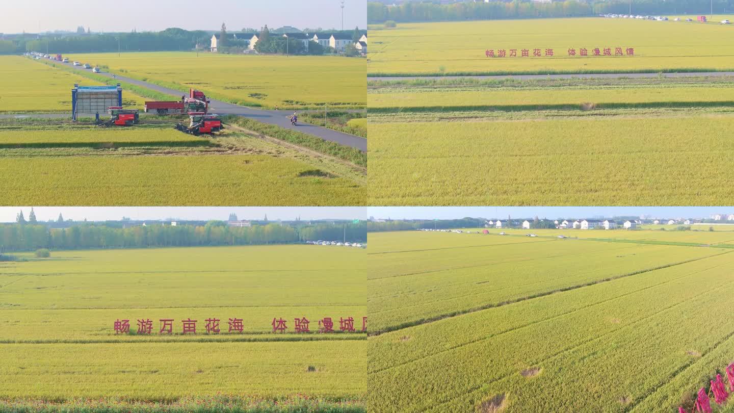 苏州新农村水稻丰收时自然风景航拍